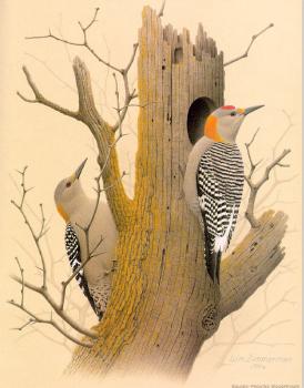 William Zimmerman : Golden-fronted Woodpecker